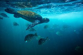 A sea turtle is swimming in the ocean surrounded by fish.