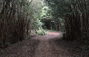 A path in the woods surrounded by trees and leaves.