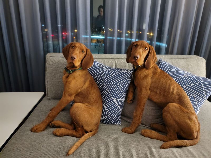 Pivot Kennels