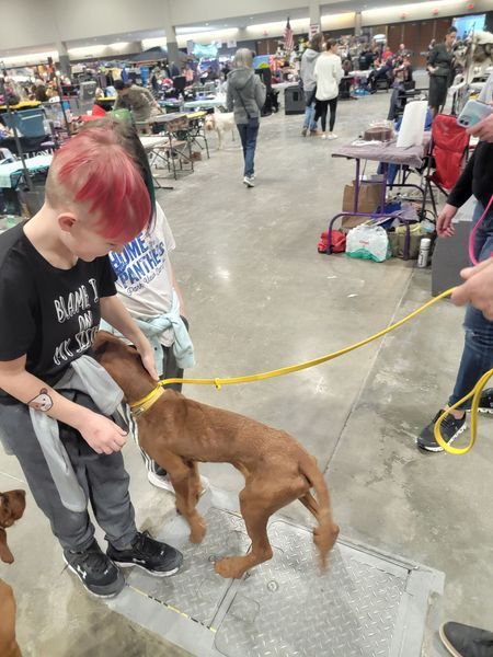 Pivot Kennels