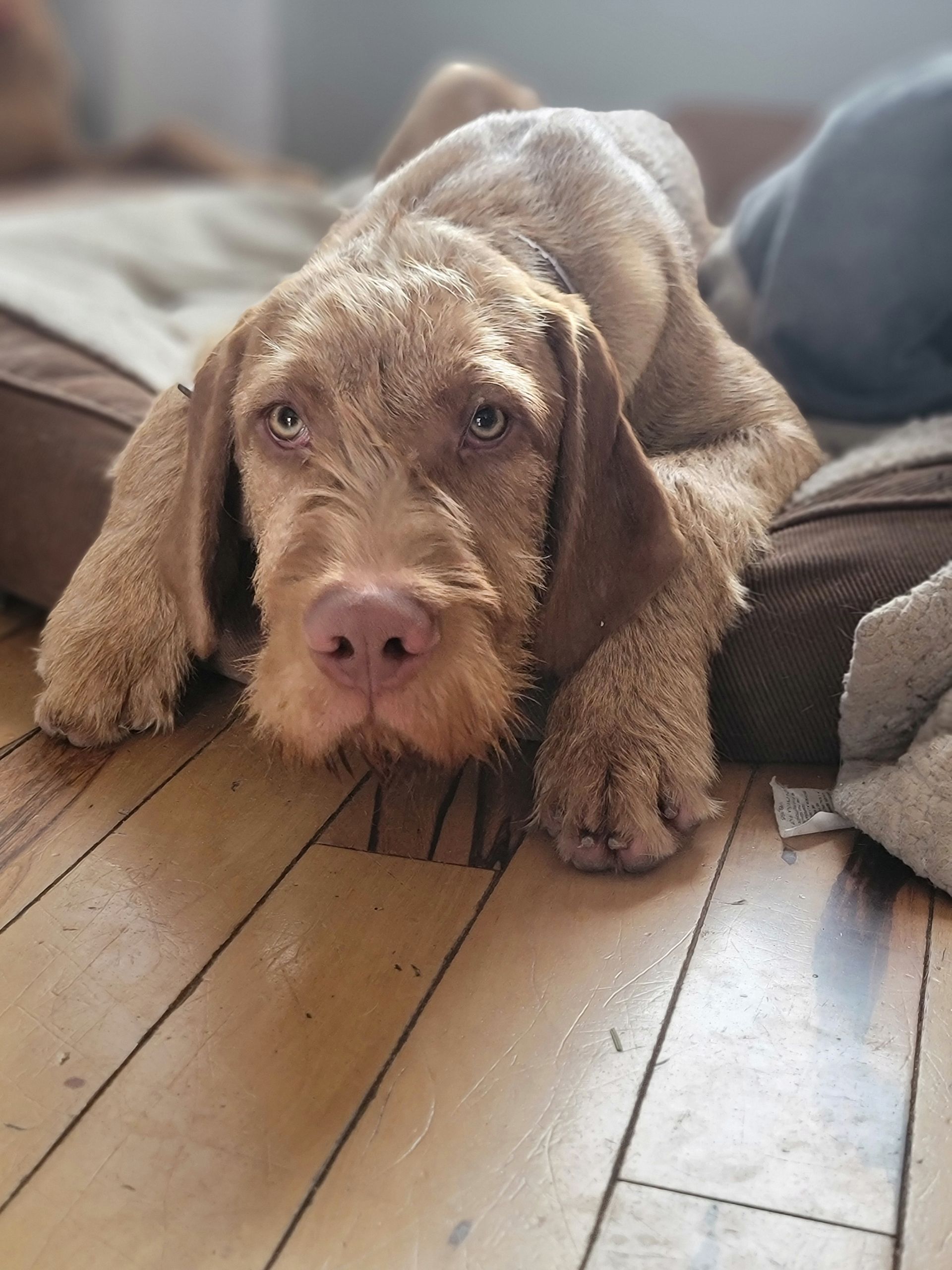 Pivot Kennels