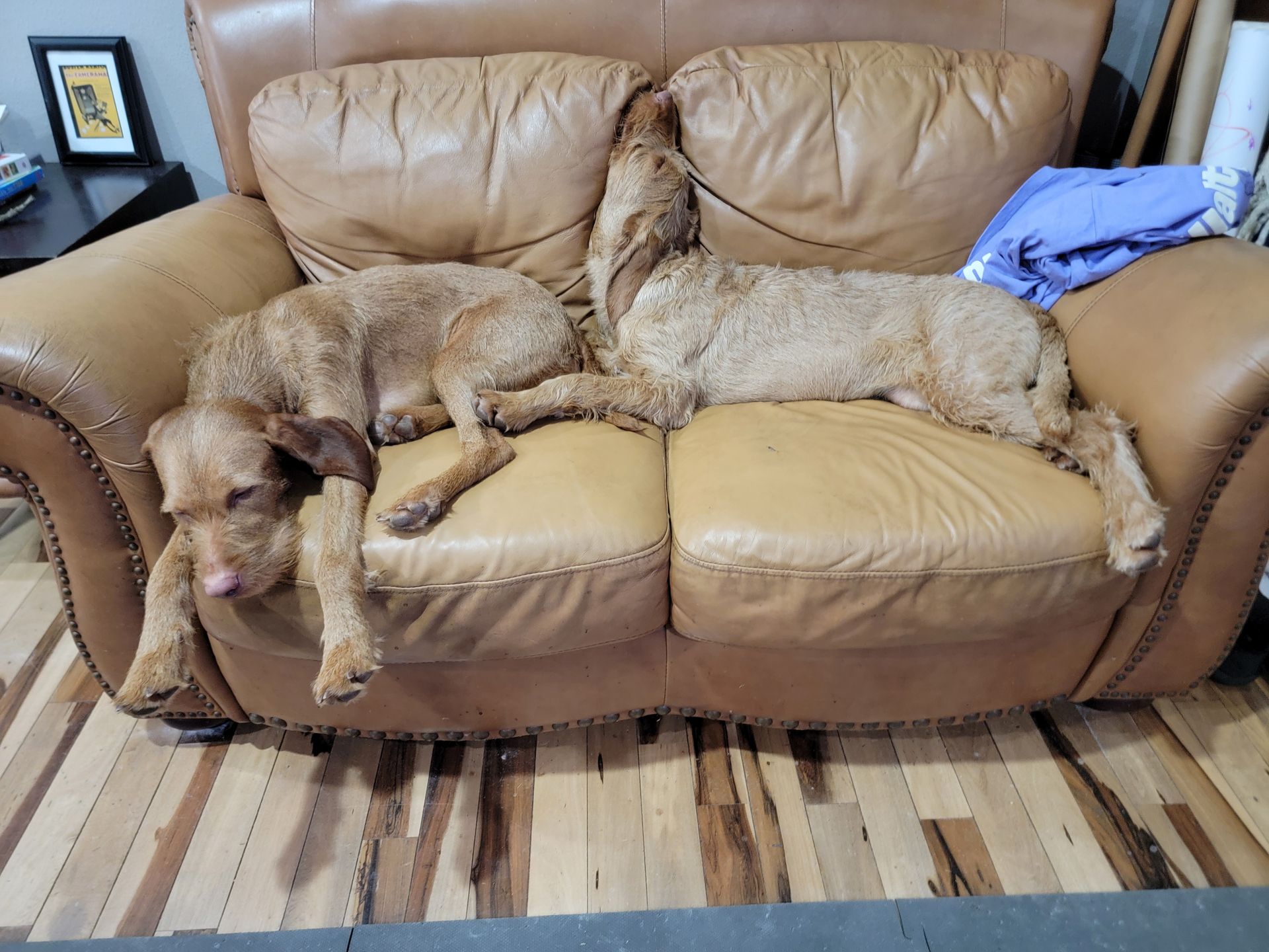 Pivot Kennels
