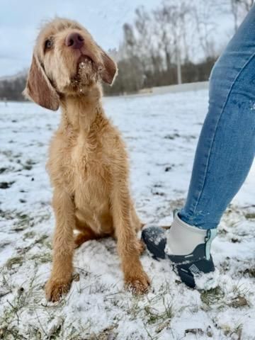 Pivot Kennels