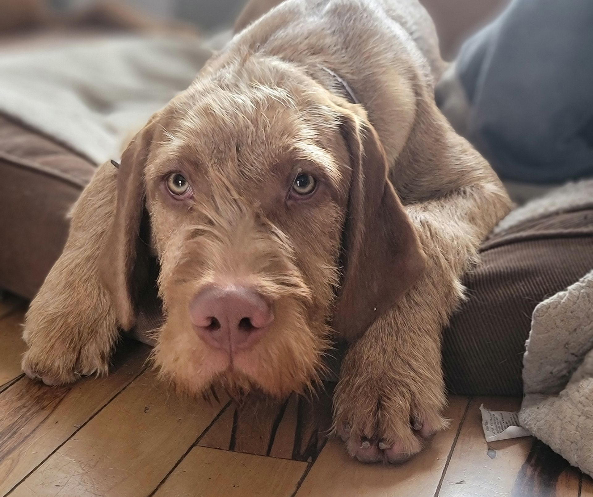 Wirehaired Vizsla Origins: History of the Hungarian Hunter