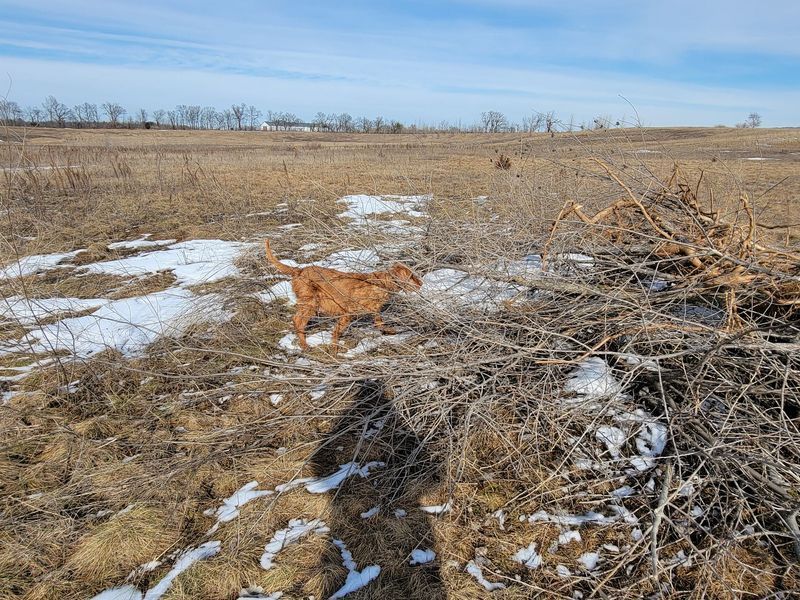 Pivot Kennels