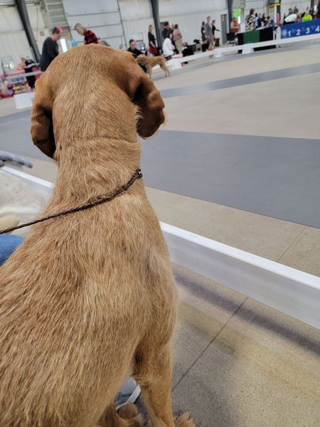 Pivot Kennels