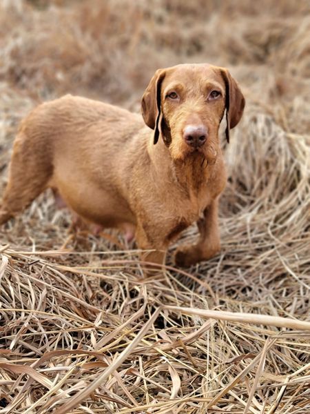 Pivot Kennels