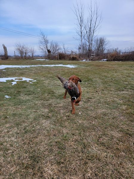 Pivot Kennels