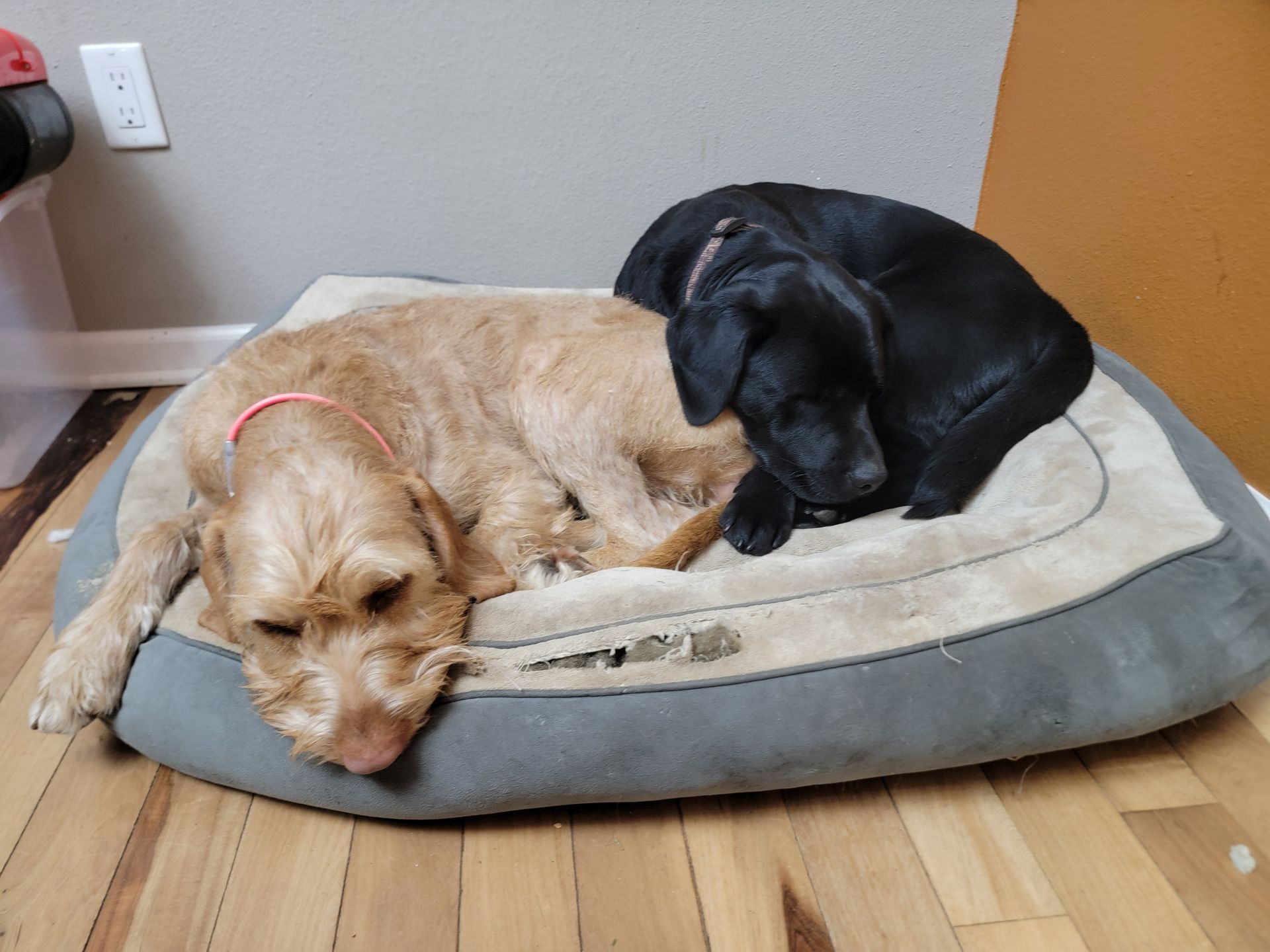 Pivot Kennels