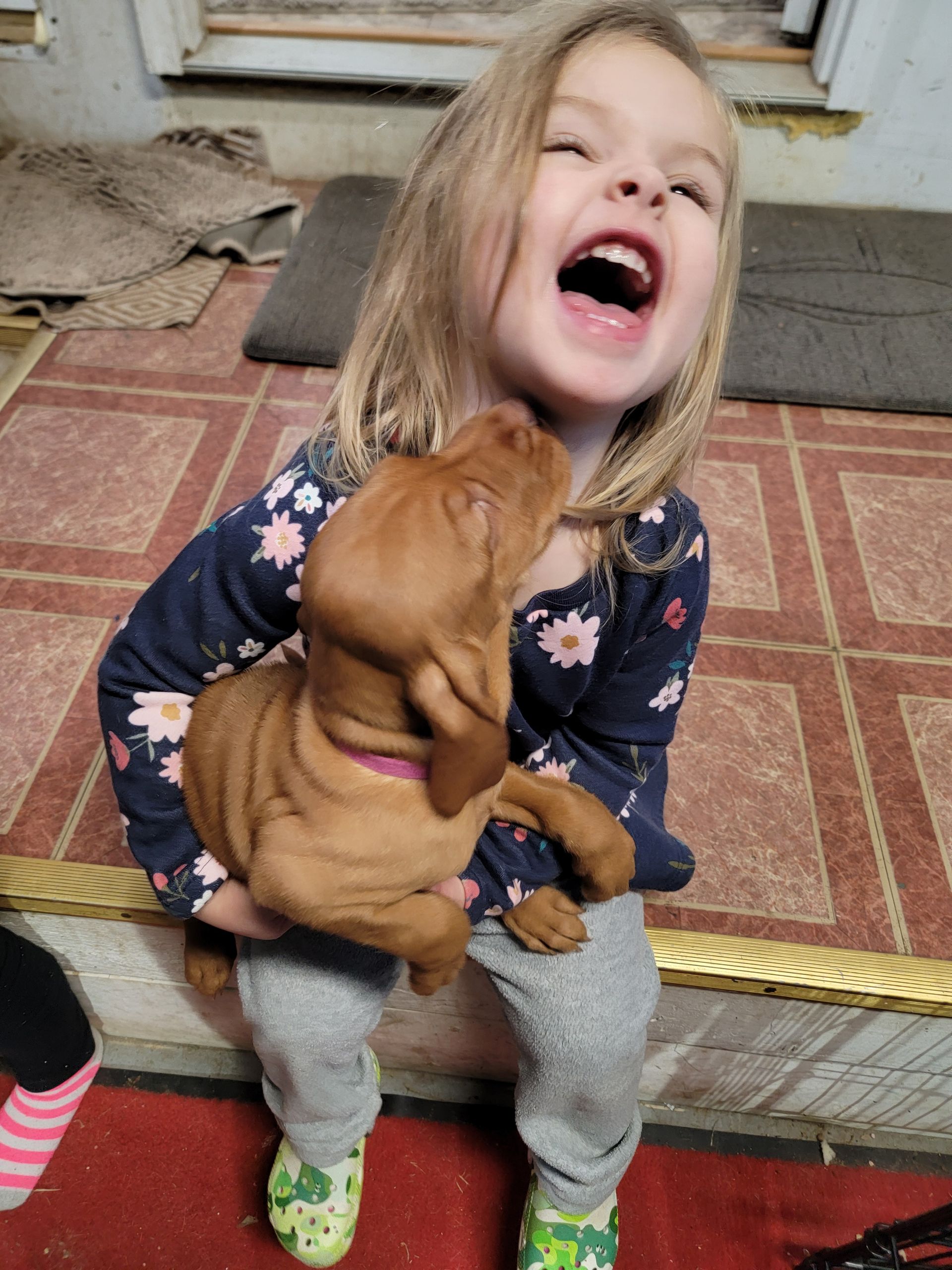 Pivot Kennels