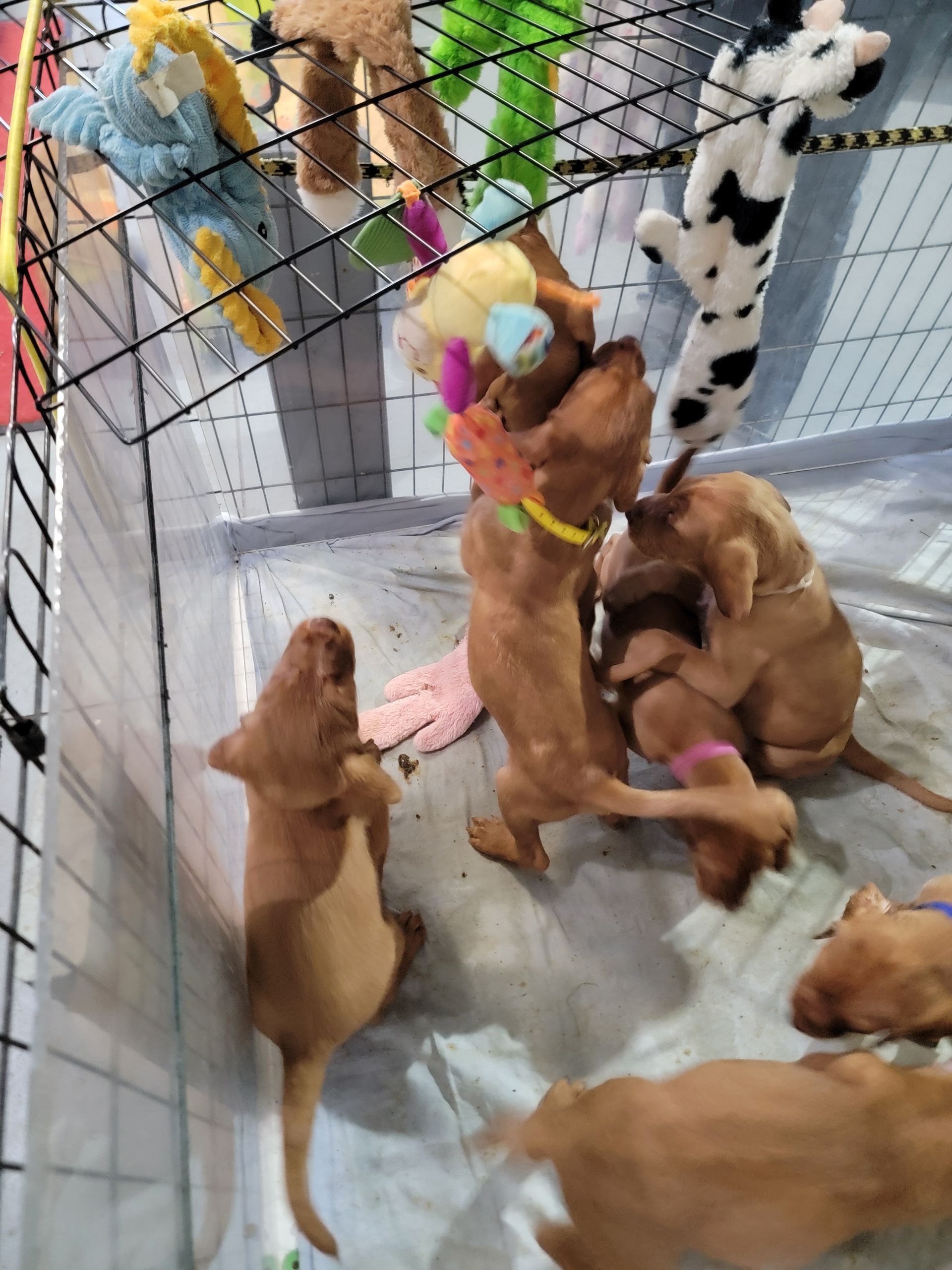 Pivot Kennels