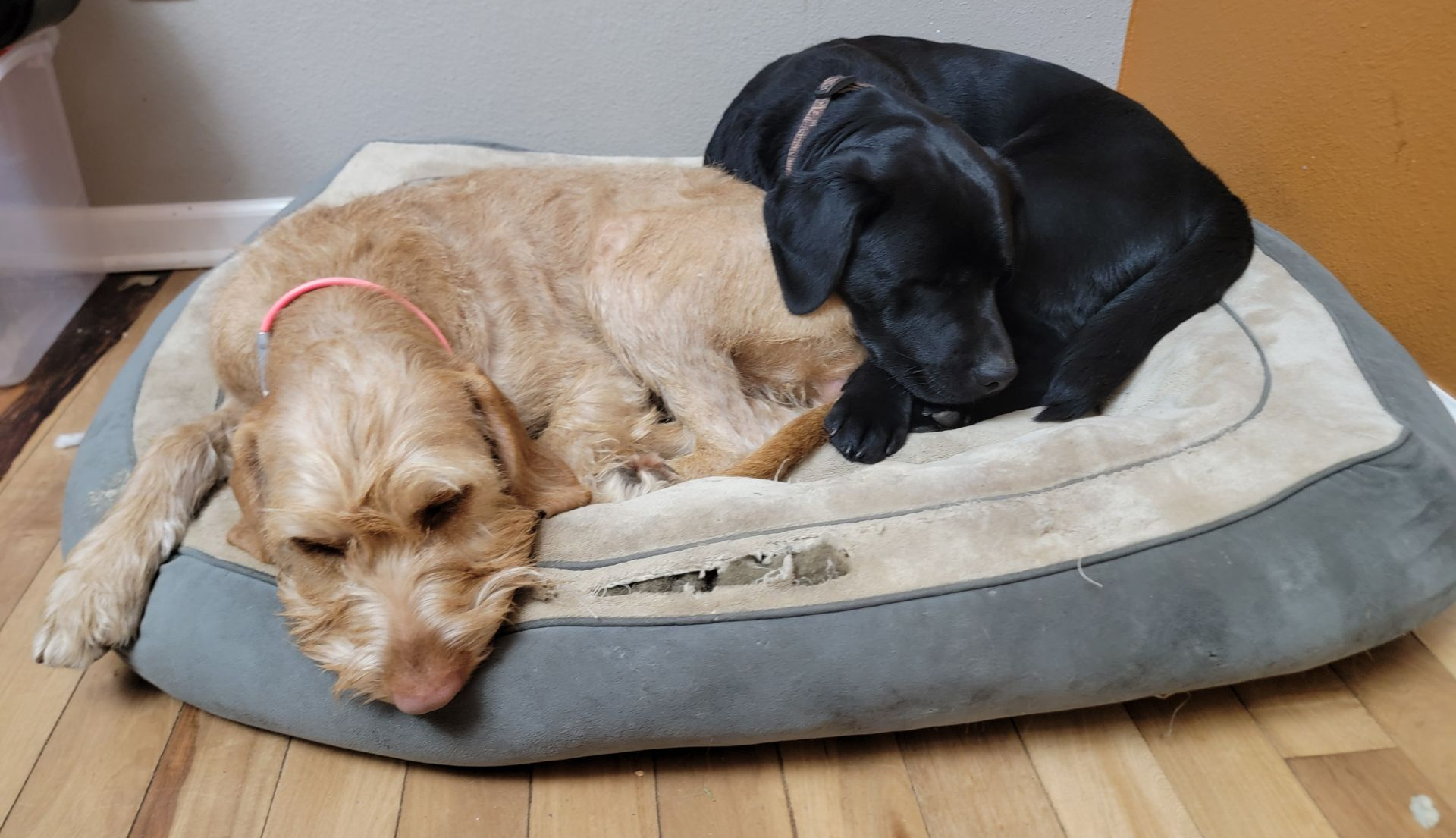 Is the Wirehaired Vizsla Hypoallergenic? Debunking Myths About Their Coat