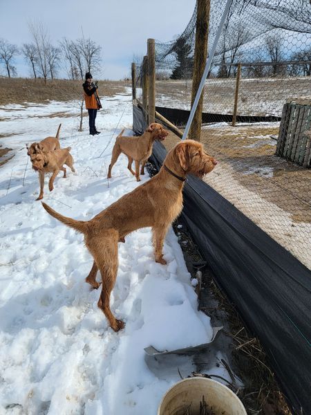Pivot Kennels