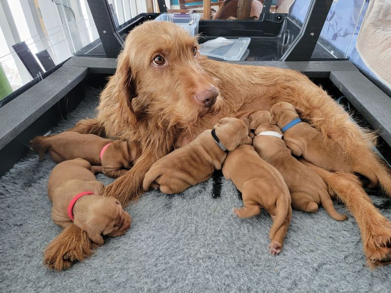 Temperament Deep Dive: Is the Hungarian Wirehaired Vizsla a Good Family Dog?
