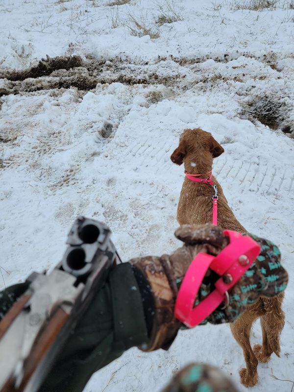 Pivot Kennels