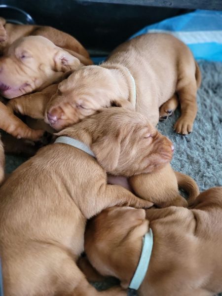 Pivot Kennels