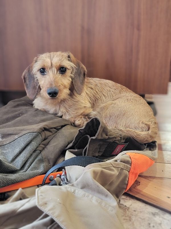 Pivot Kennels