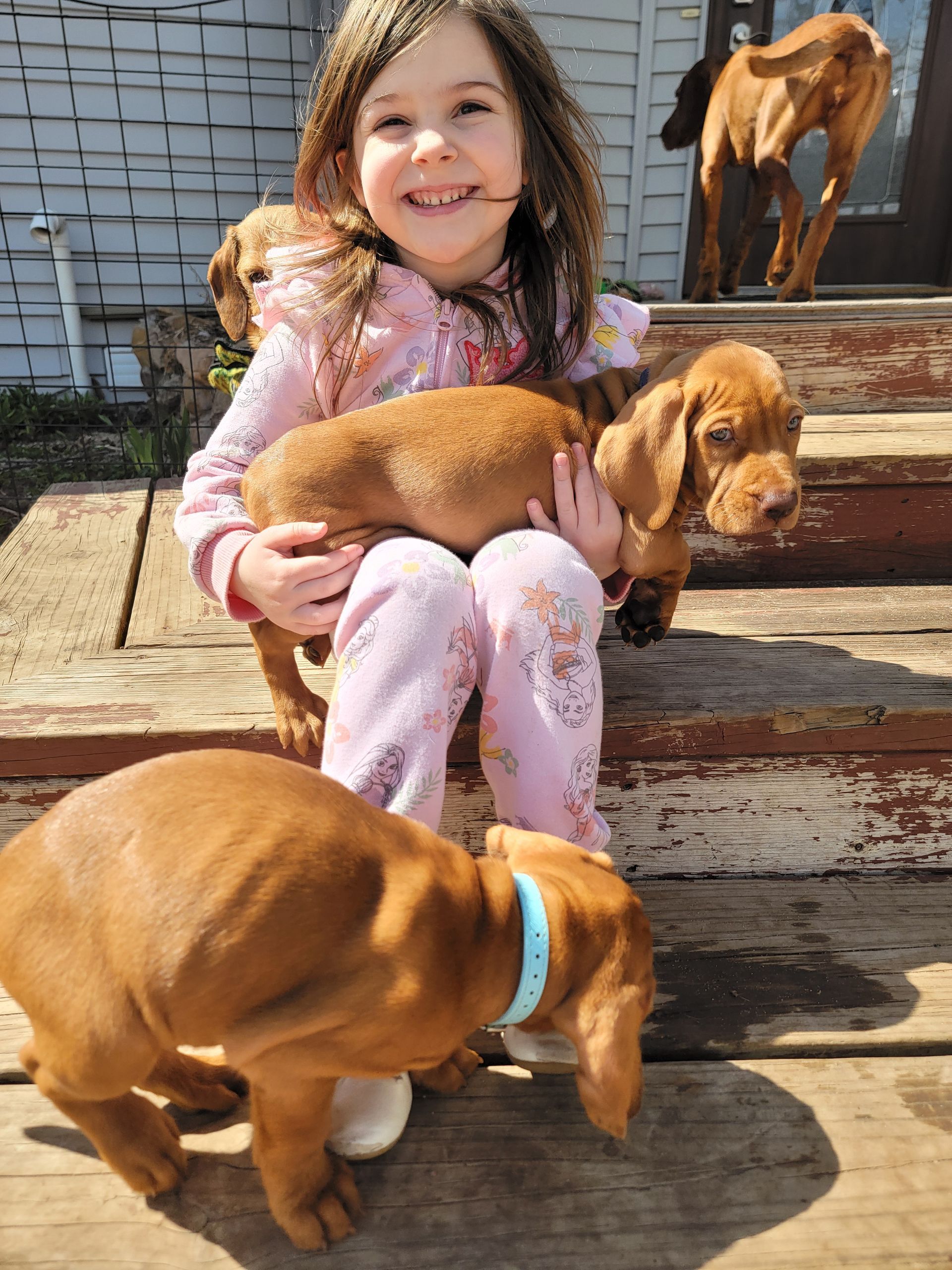 Pivot Kennels