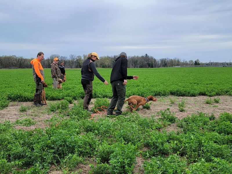 Pivot Kennels