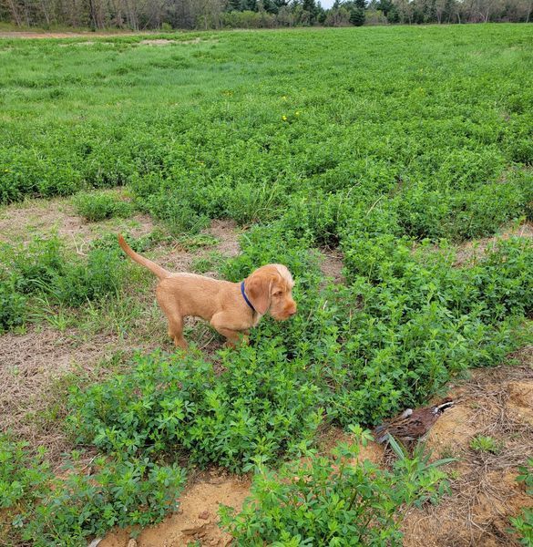 Pivot Kennels