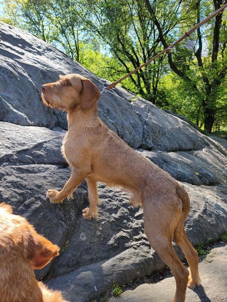 Pivot Kennels