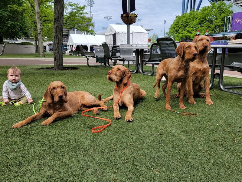 Pivot Kennels