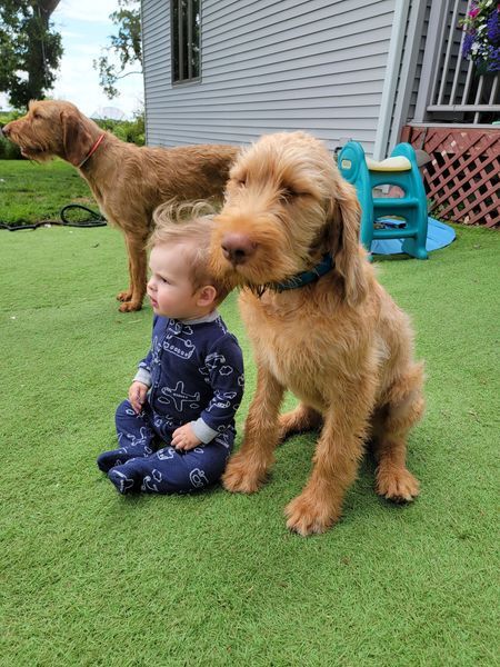 Pivot Kennels