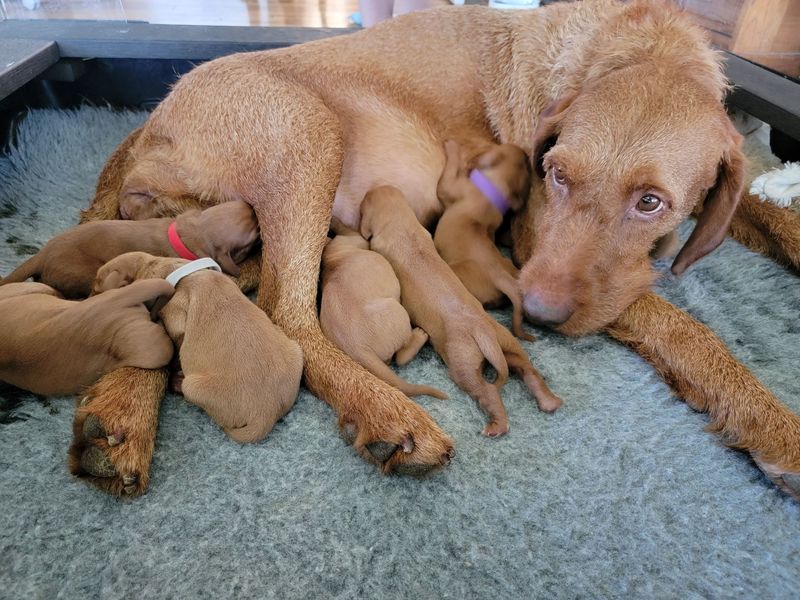 Pivot Kennels