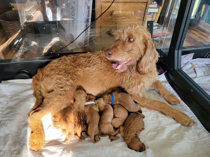 Pivot Kennels