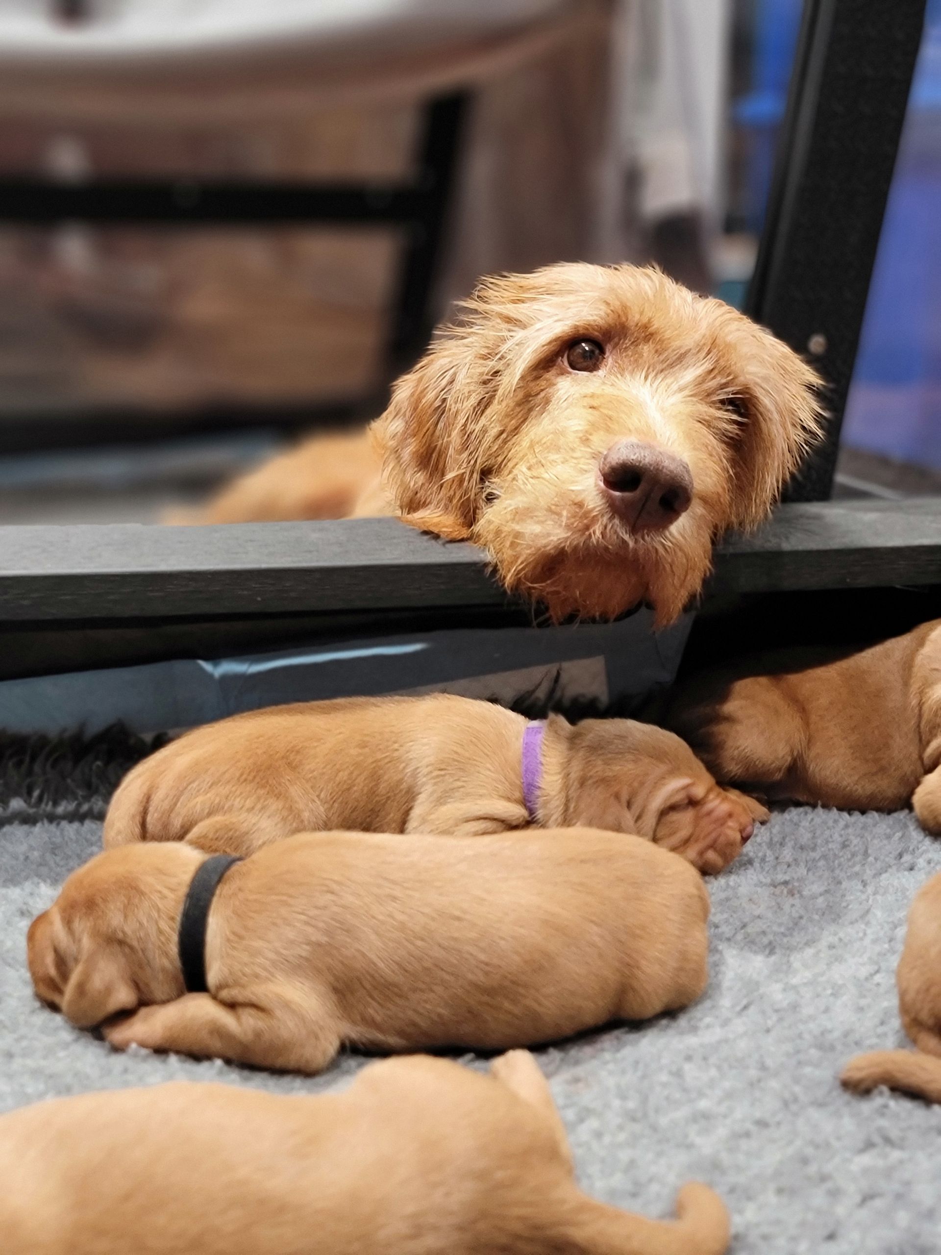 Pivot Kennels