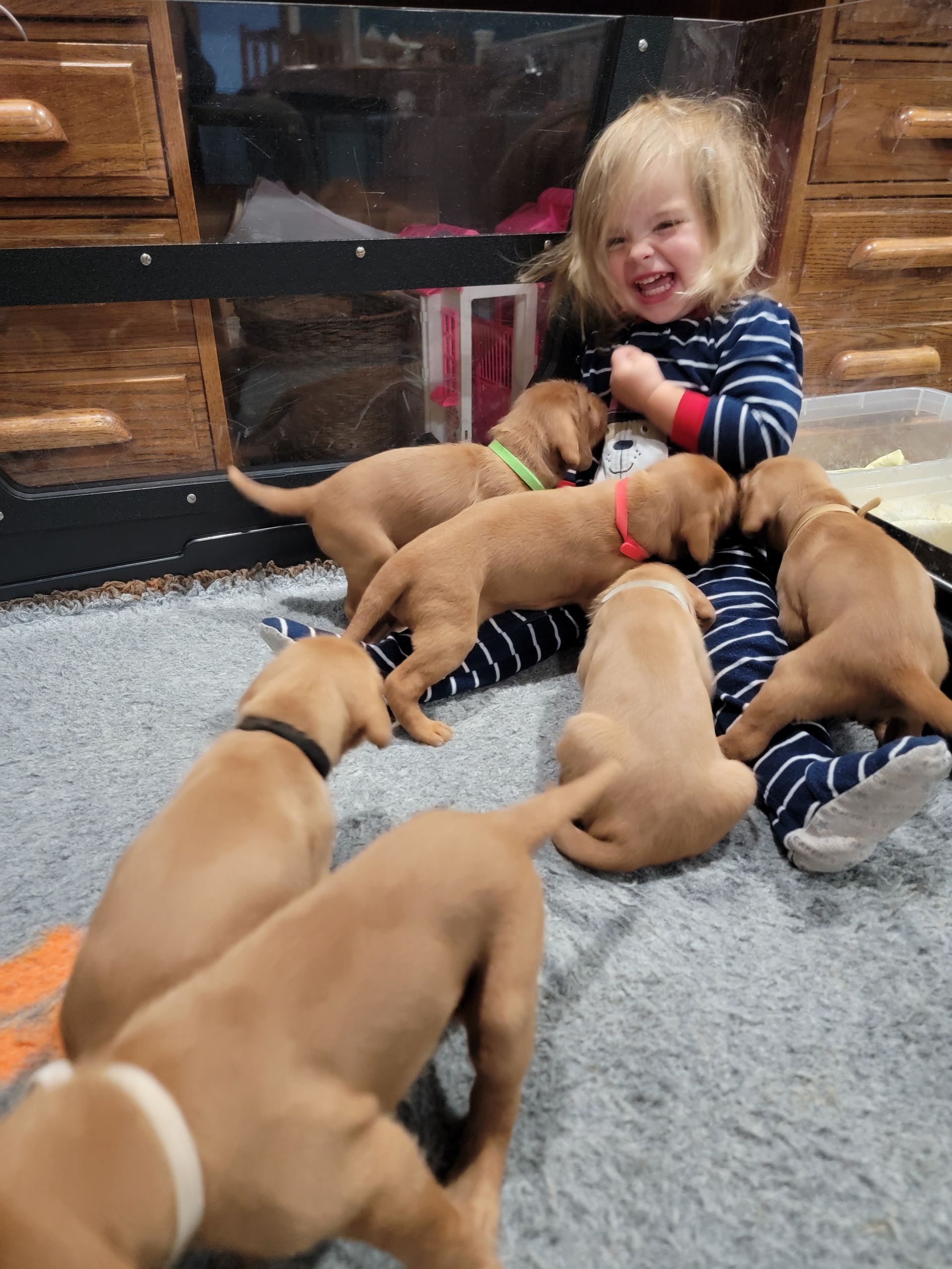 Pivot Kennels