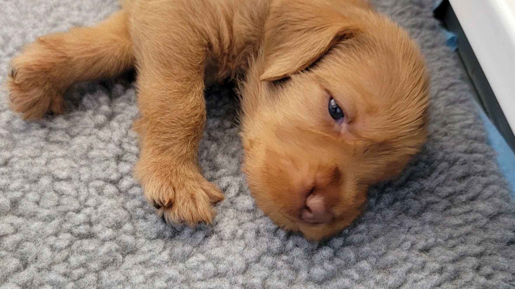 Wirehaired Vizsla Puppies: What to Ask a Breeder Before You Buy