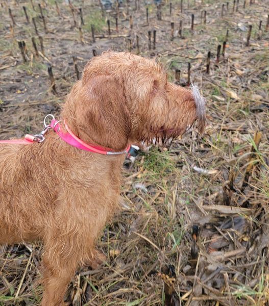 Pivot Kennels