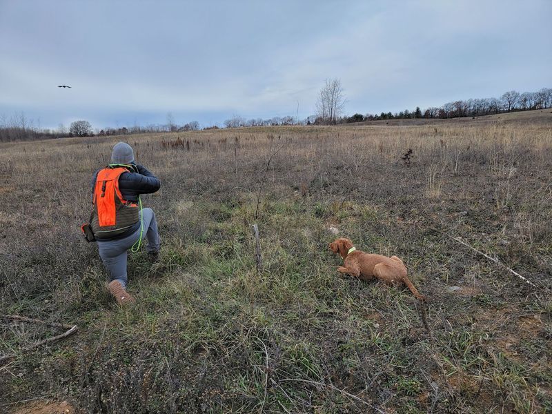 Pivot Kennels