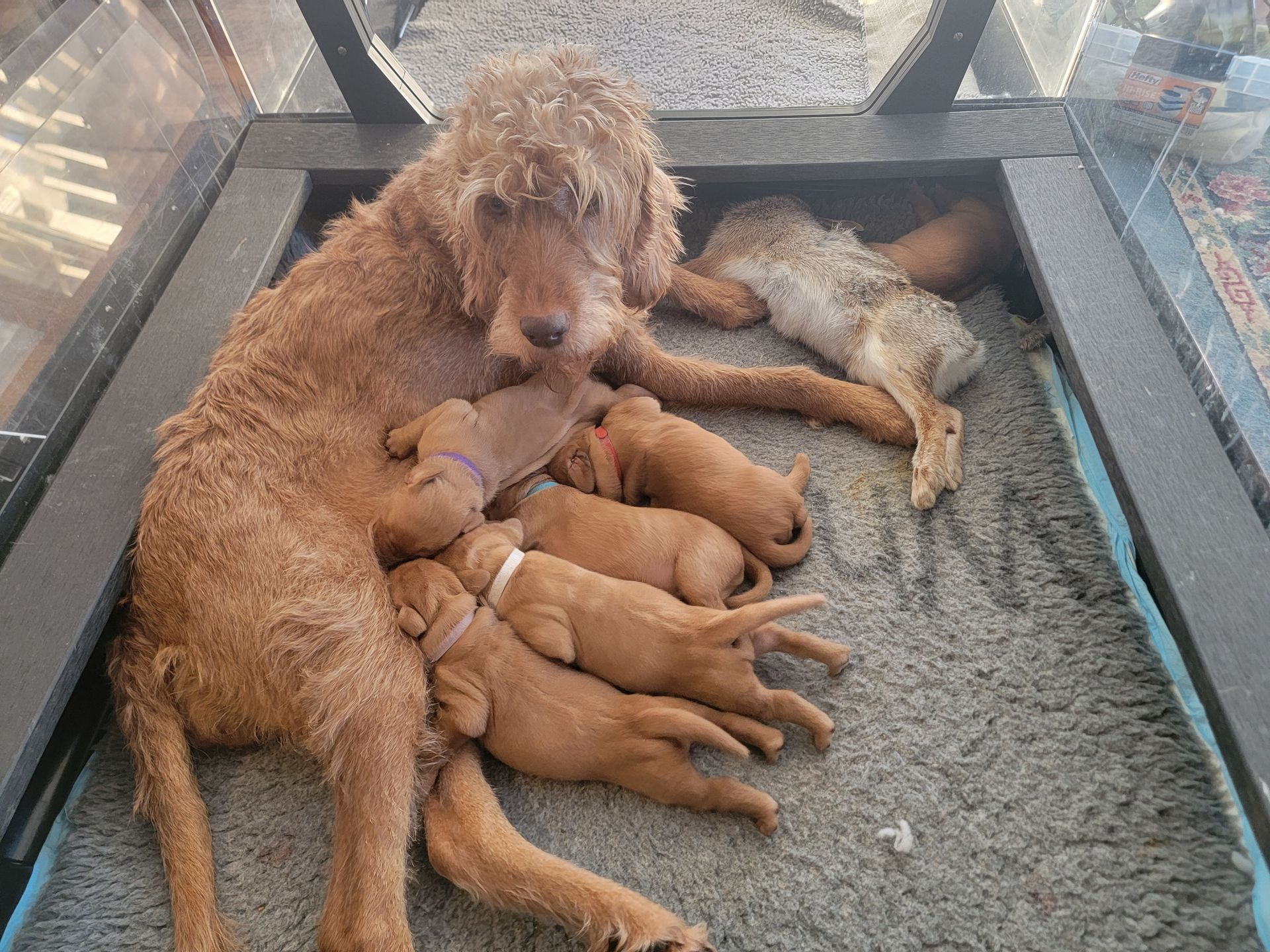 Pivot Kennels