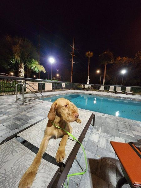 Pivot Kennels