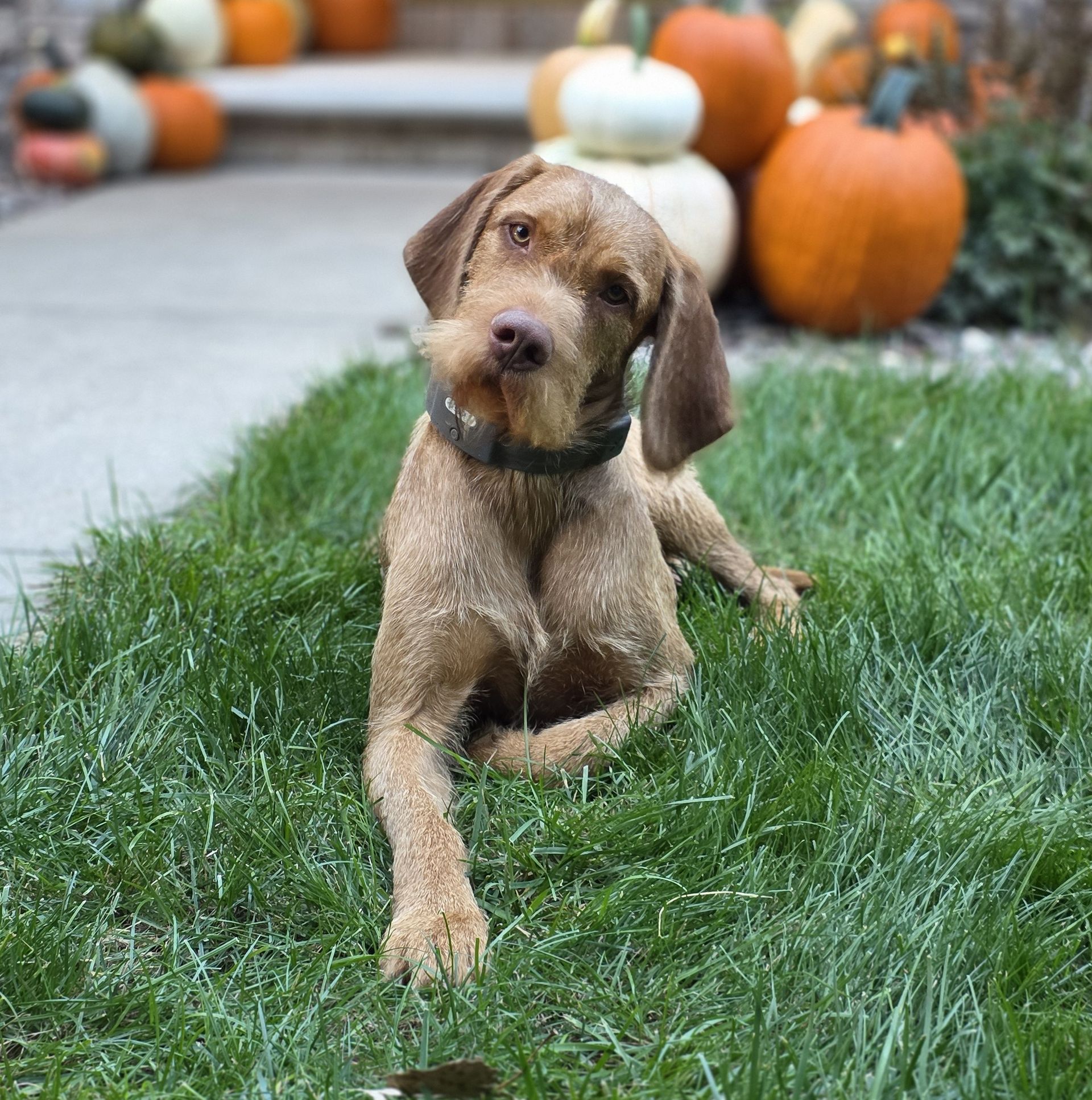 Grooming Tips for Your Wirehaired Vizsla: Coat Care & Maintenance