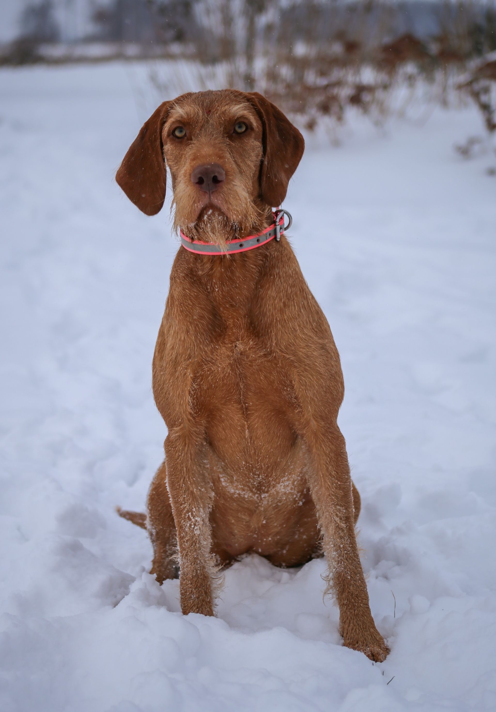 Pivot Kennels
