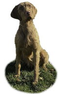 MEET ODESSA Pivot Kennels