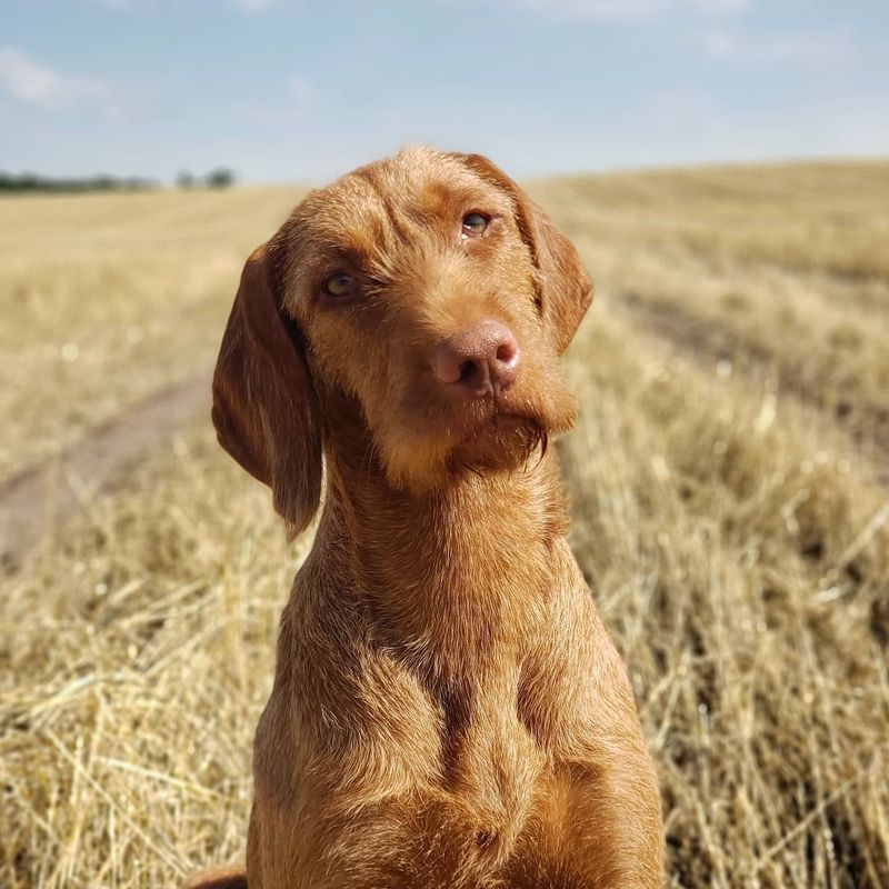 Pivot Kennels