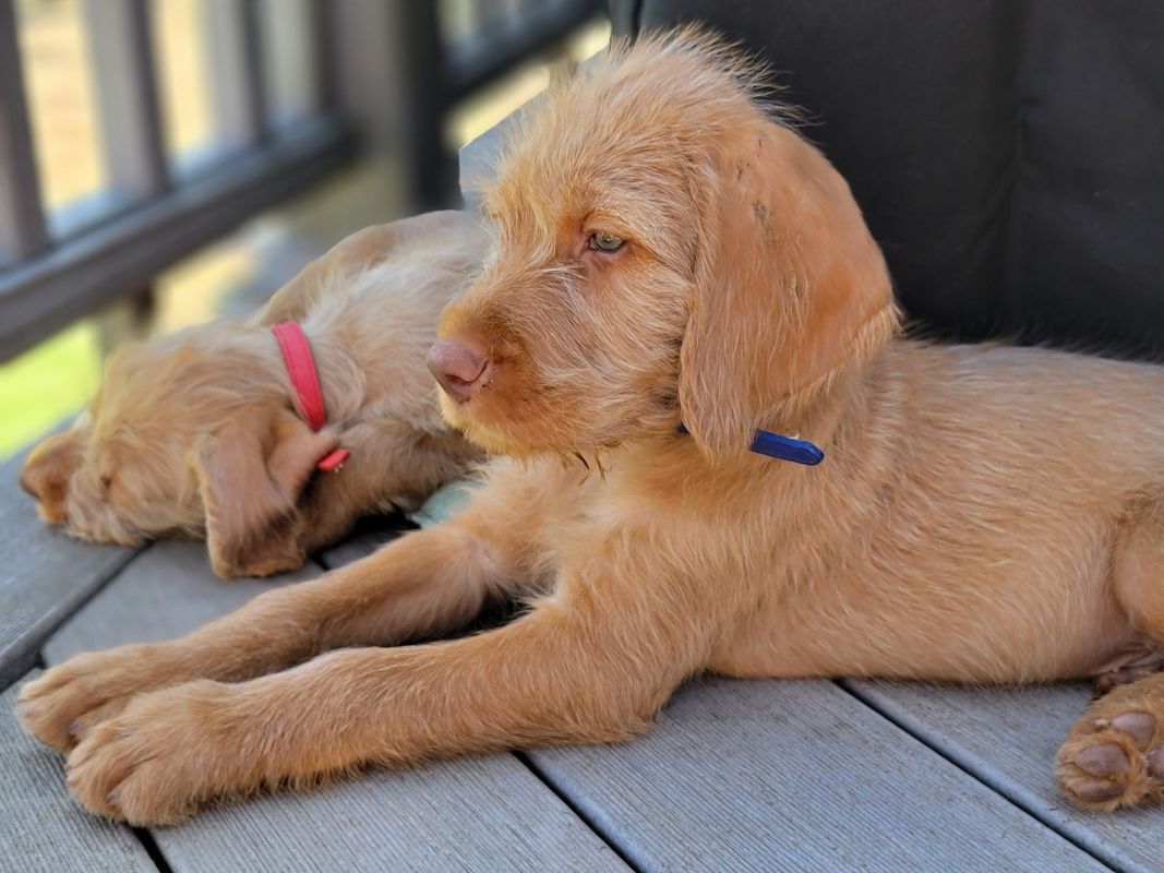 Pivot Kennels