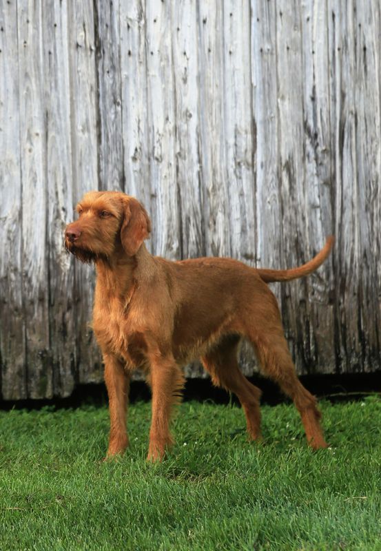 Pivot Kennels