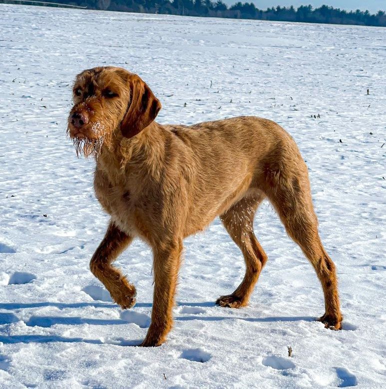 Pivot Kennels