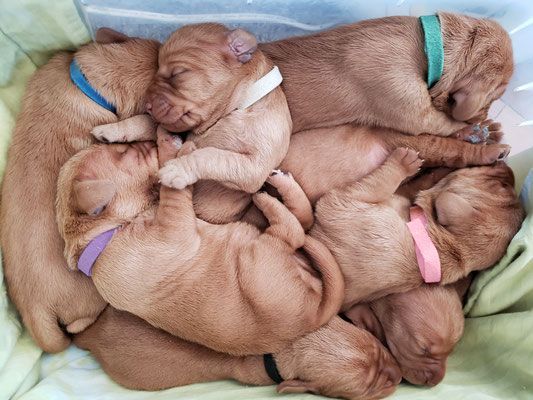 Pivot Kennels