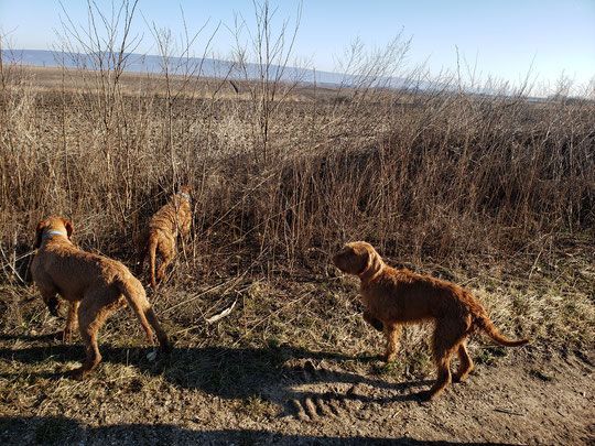 Pivot Kennels
