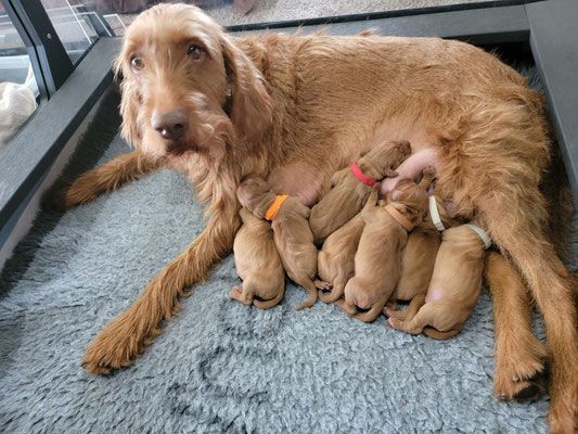 Pivot Kennels