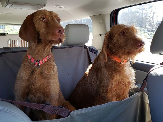 Pivot Kennels