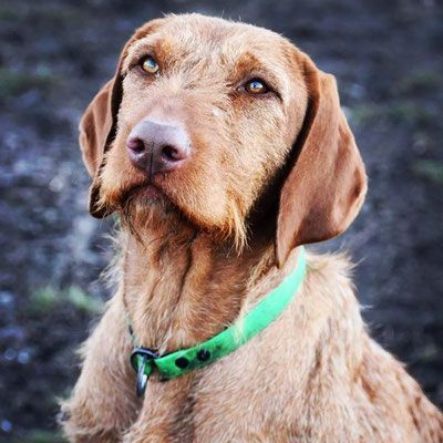 Pivot Kennels