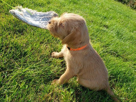 Pivot Kennels