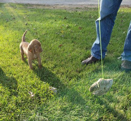 Pivot Kennels
